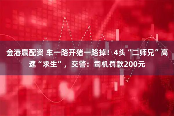 金港赢配资 车一路开猪一路掉！4头“二师兄”高速“求生”，交警：司机罚款200元